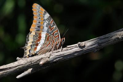 Charaxes jasius
