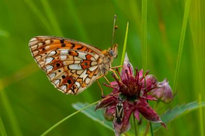Boloria selene