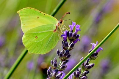 Gonepteryx rhamni