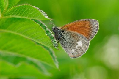 Coenonympha glycerion