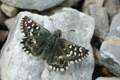 Pyrgus malvae