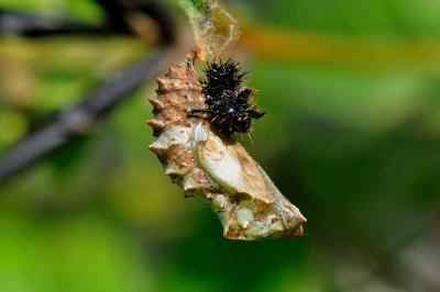 Araschnia levana
