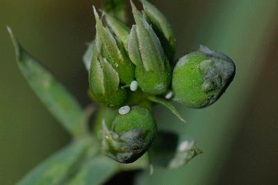 Lampides boeticus
