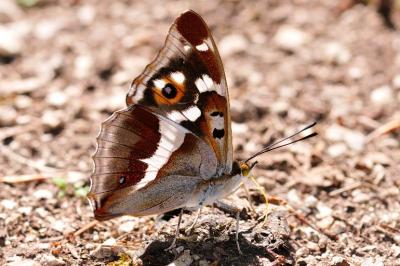 Apatura iris