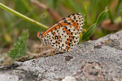 Melitaea didyma