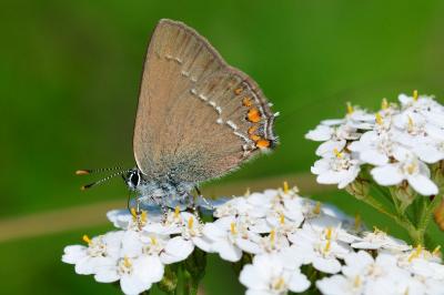 Satyrium acaciae