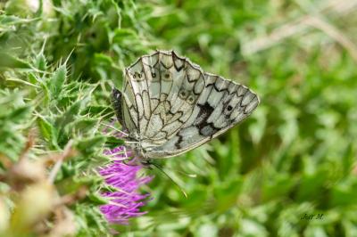 Melanargia russiae