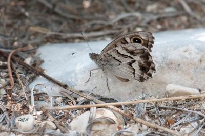 Hipparchia fidia