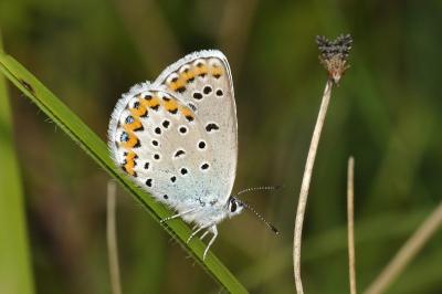 Plebejus argyrognomon