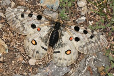 Parnassius apollo