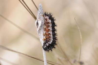 Euphydryas aurinia