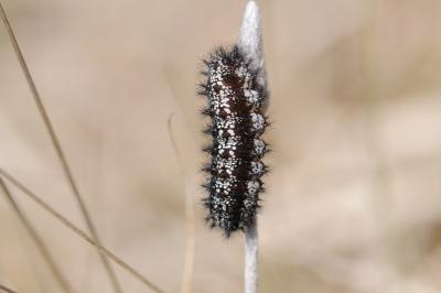 Euphydryas aurinia