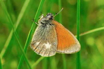 Coenonympha glycerion