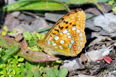 Fabriciana adippe