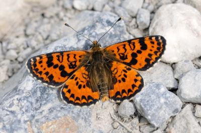Melitaea didyma