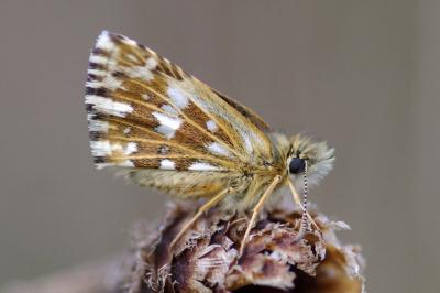 Pyrgus malvae