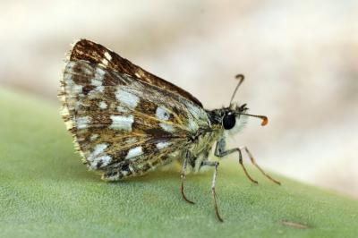 Pyrgus armoricanus