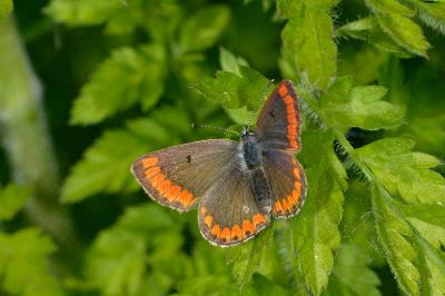 Aricia agestis