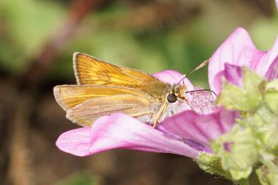 Thymelicus acteon