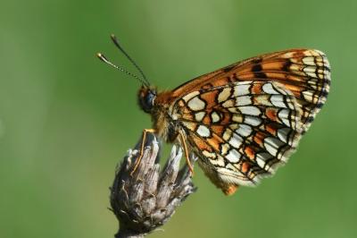 Melitaea athalia