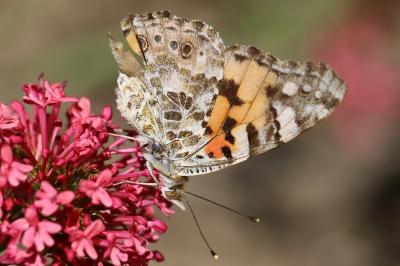Vanessa cardui
