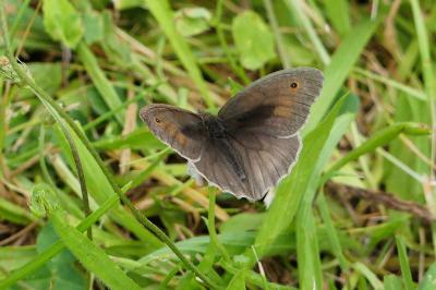 Maniola jurtina