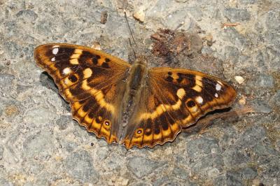 Apatura ilia