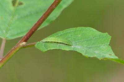 Gonepteryx rhamni