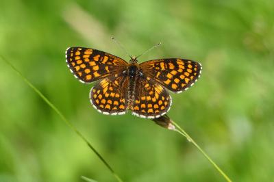 Melitaea athalia