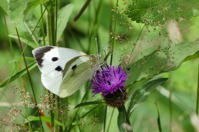 Pieris brassicae