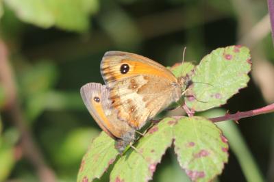 Pyronia tithonus