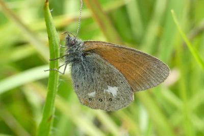 Coenonympha glycerion