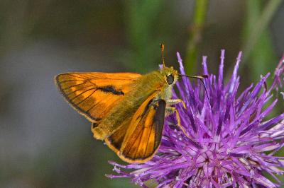 Ochlodes sylvanus
