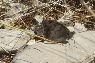 Hipparchia statilinus