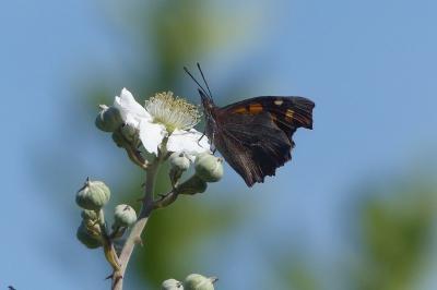 Libythea celtis