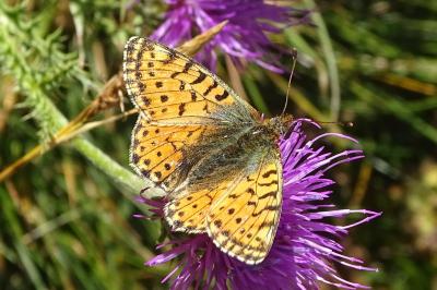 Boloria pales