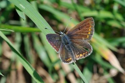 Aricia artaxerxes