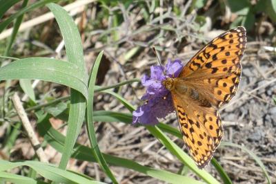 Fabriciana niobe