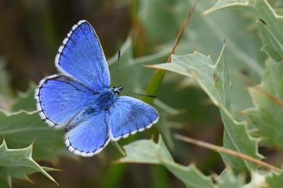 Lysandra bellargus