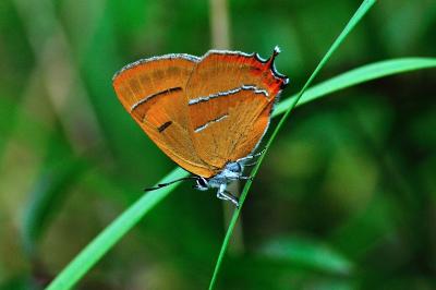 Thecla betulae