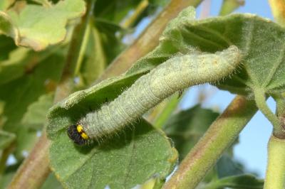 Carcharodus alceae alceae