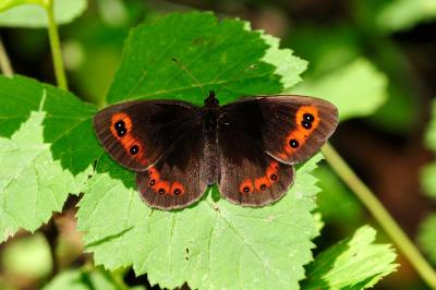 Erebia aethiops