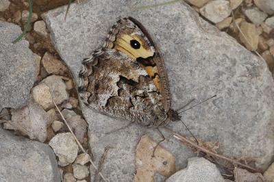 Hipparchia semele