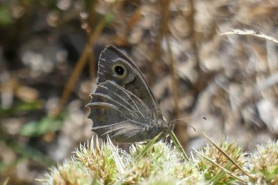 Hipparchia statilinus