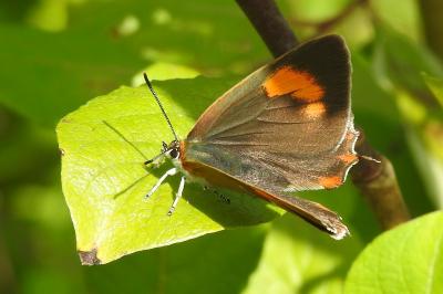 Thecla betulae