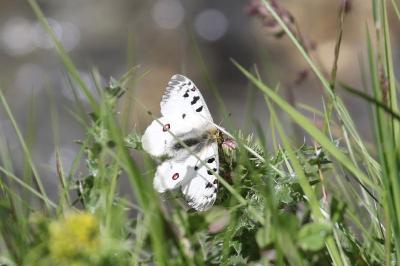 Parnassius phoebus
