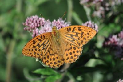Argynnis paphia