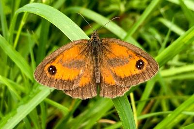 Pyronia tithonus
