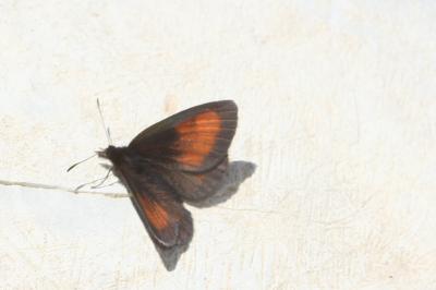 Erebia mnestra