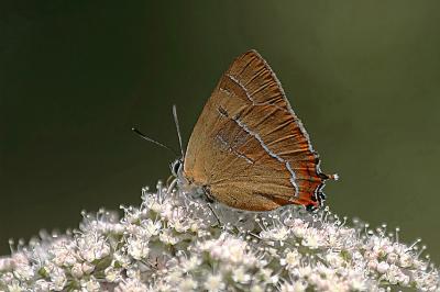 Thecla betulae